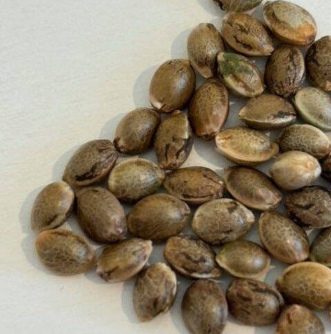 Pink Runtz Autoflower Image of Seeds | Cannabiz Seed Pink Runtz Autoflower Image of Seeds