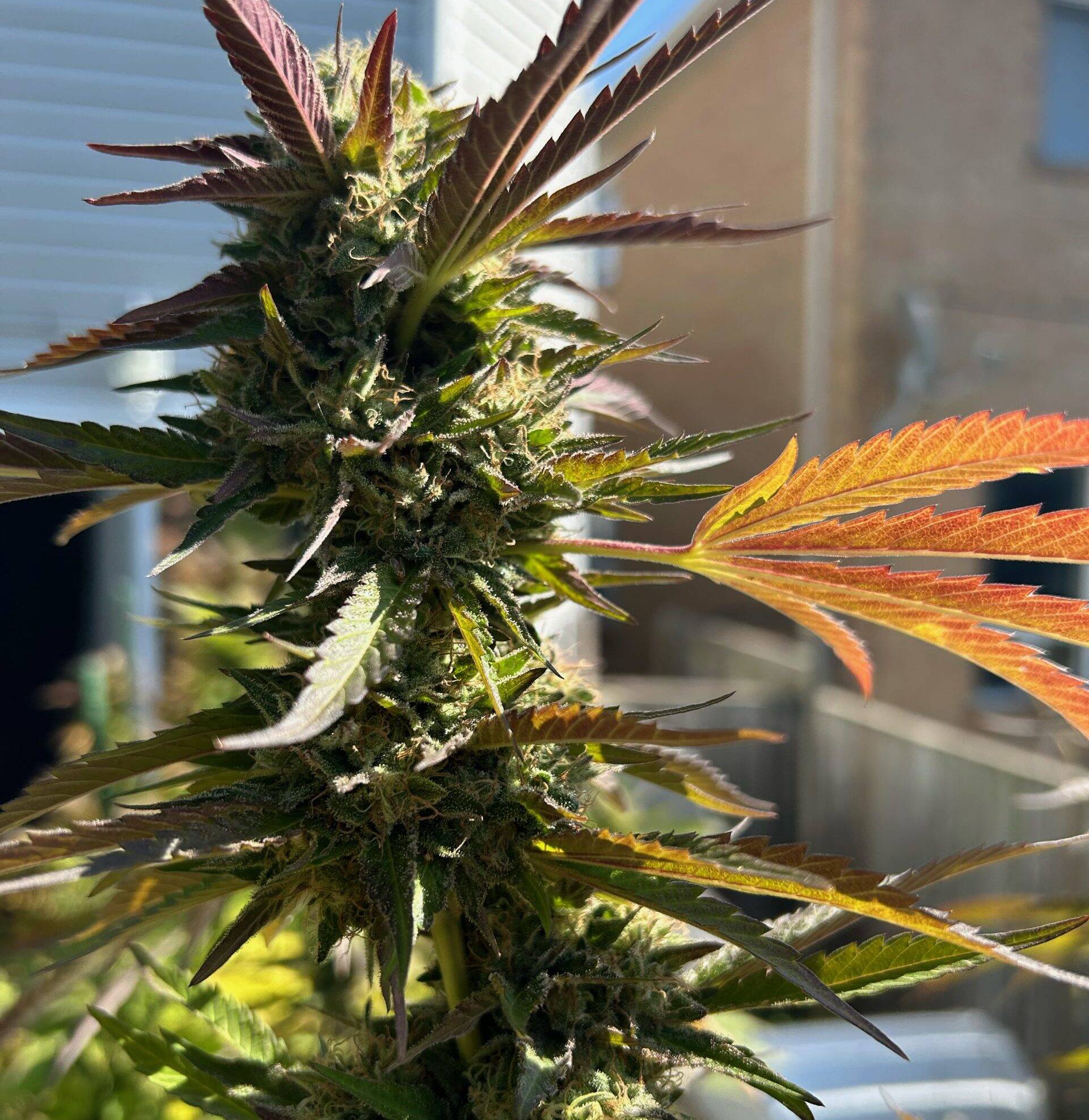 Biddy Early Feminized Cannabis Plant | Cannabiz Seed Biddy Early Feminized Cannabis Plant