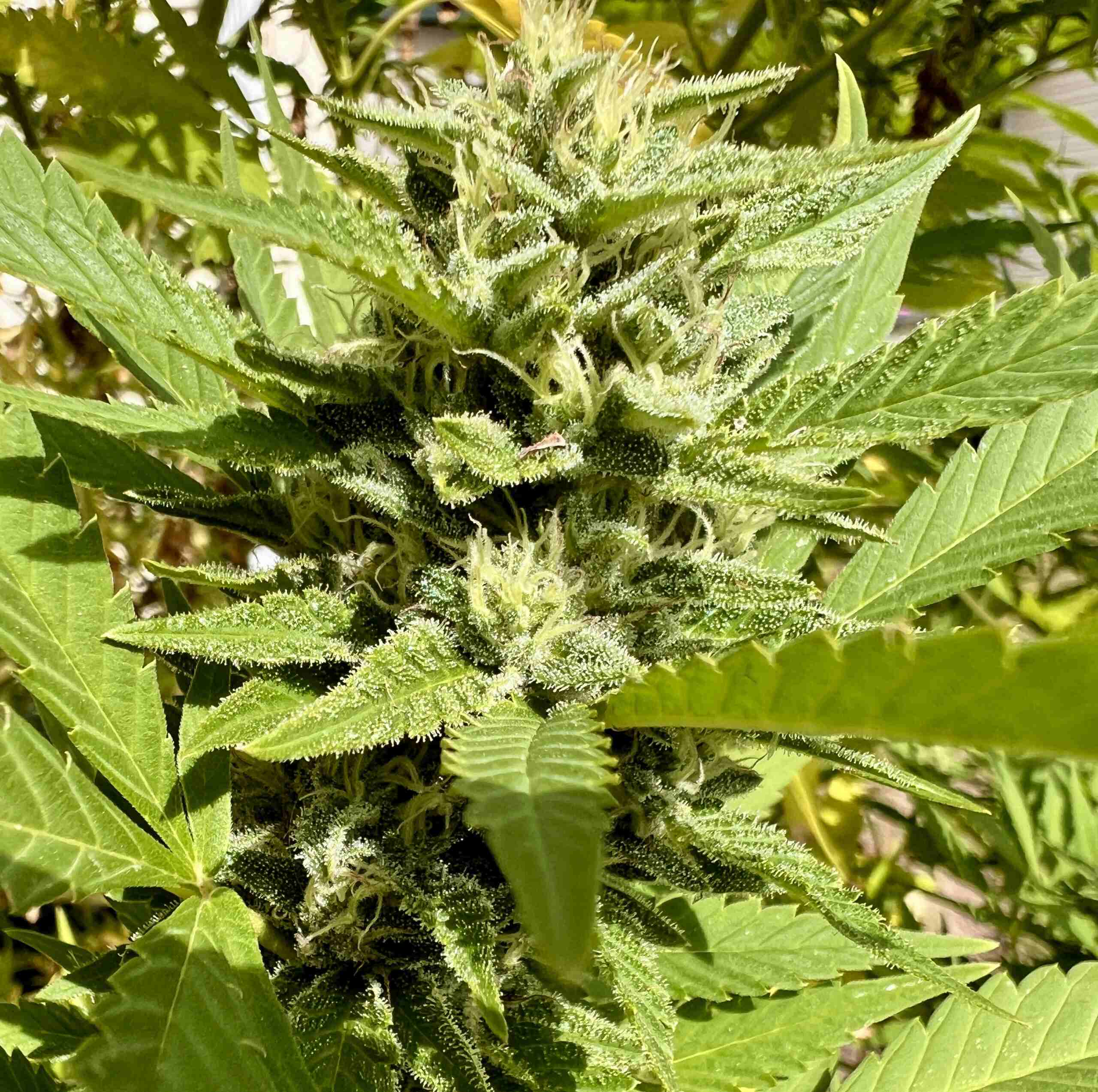 ACDC-CBD-Plant-scaled | Cannabiz Seed