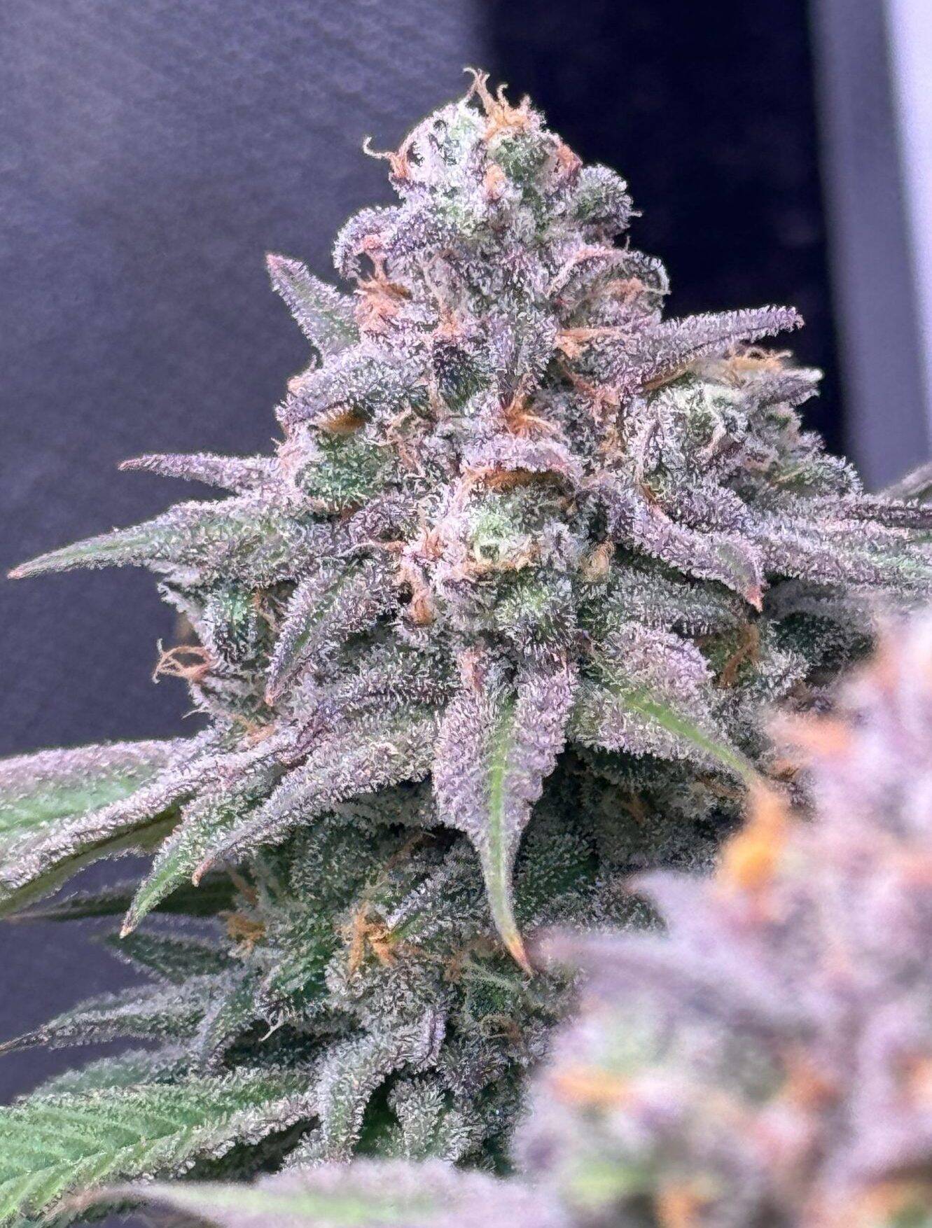 Granddaddy Purple Feminized Cannabis Image | Cannabiz Seed Granddaddy Purple Feminized Cannabis Growing Indoors