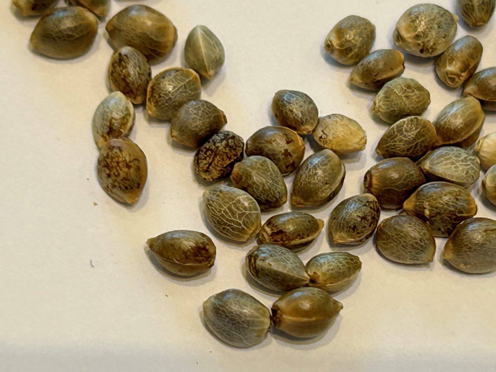 OG Kush Feminized Cannabis Seeds | Cannabiz Seed OG Kush Feminized Cannabis Seeds