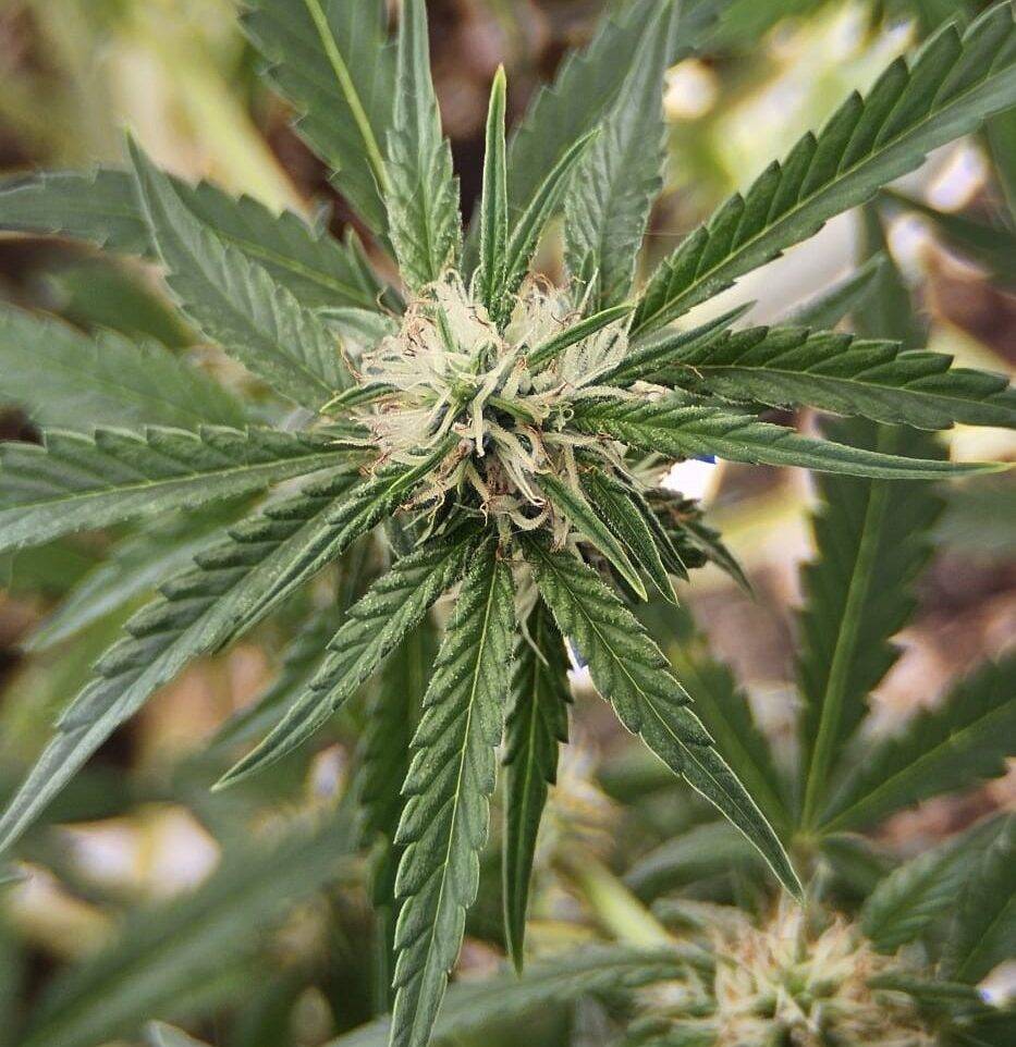 Honey OG Feminized Cannabis Plant | Cannabiz Seed Honey OG Feminized Cannabis Plant