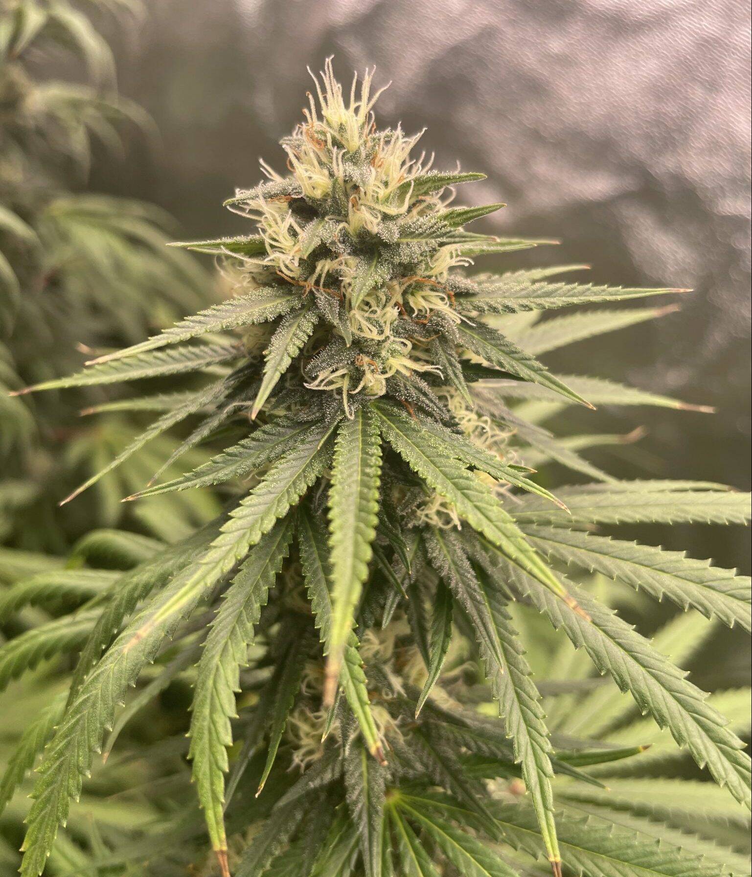 Northern Lights Autoflower Cannabis | Cannabiz Seed Northern Lights Autoflower Cannabis Plant