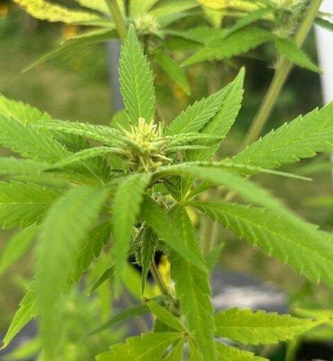 Durban Poison Early Stage | Cannabiz Seed Durban Poison Early Stage