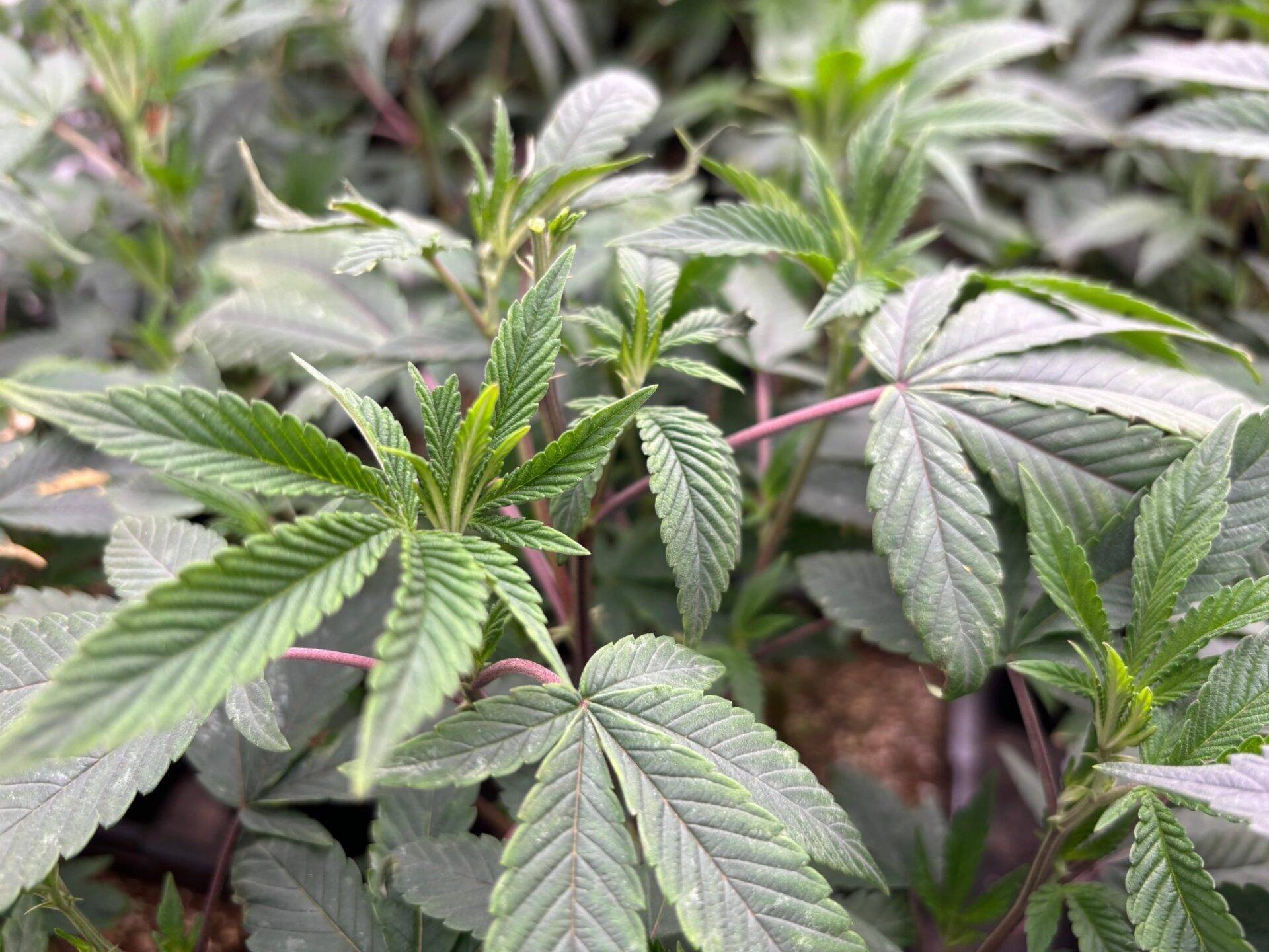 Gary Payton Feminized Teen | Cannabiz Seed Gary Payton Teen Phase in a Grow Room