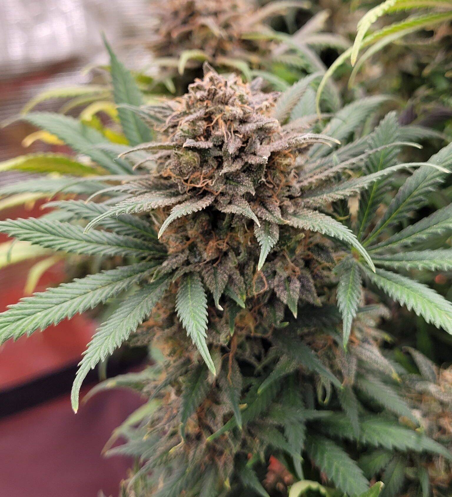 Gary Payton Feminized Cannabis | Cannabiz Seed Gary Payton Feminized Cannabis