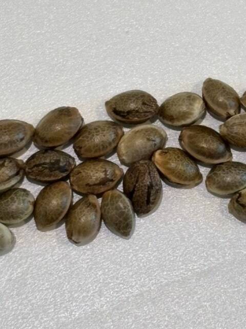 Pennywise CBD Image of Seeds | Cannabiz Seed Pennywise CBD Cannabis Seeds