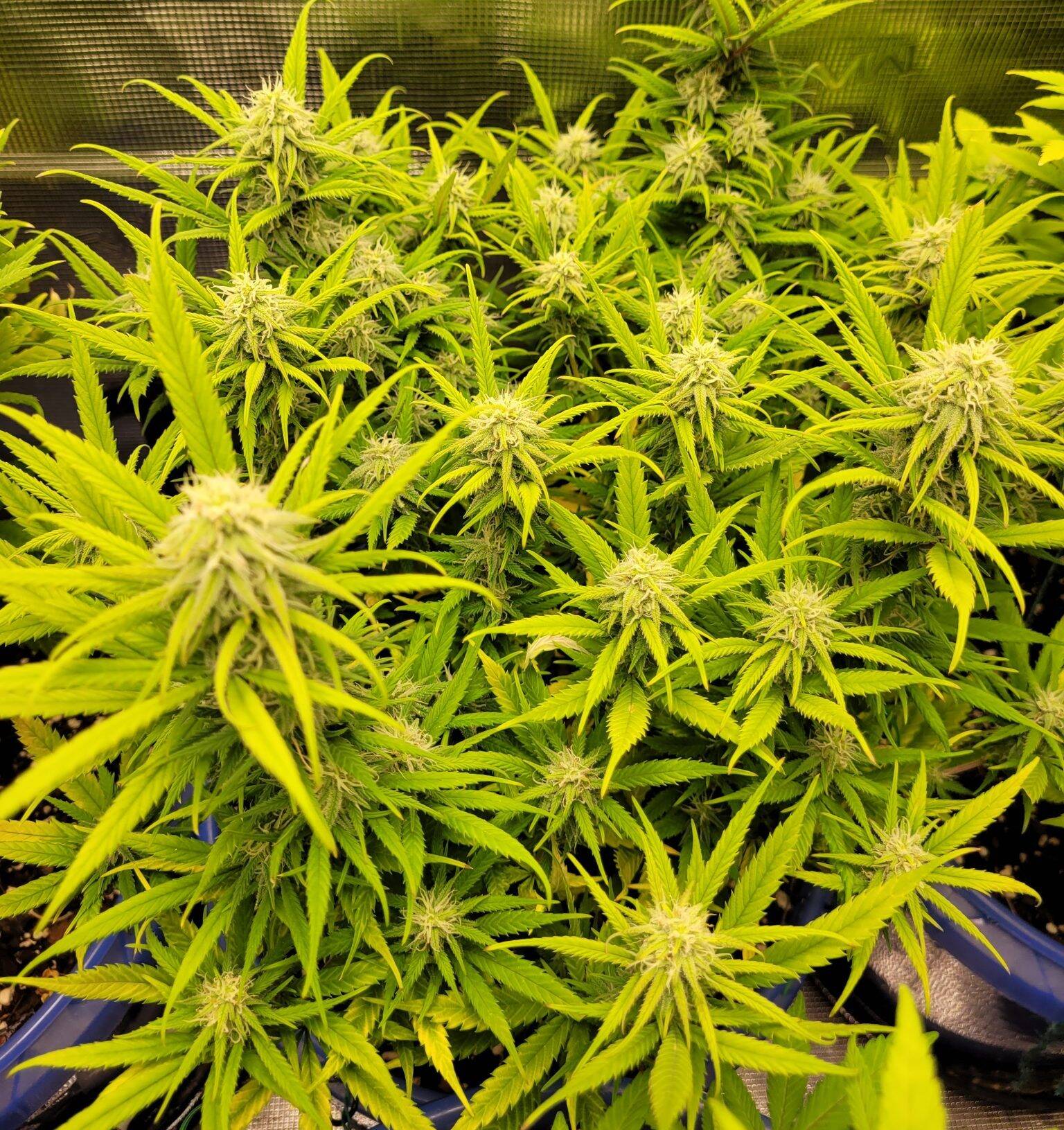 Charlottes Web Cannabis CBD | Cannabiz Seed Charlottes Web CBD Image