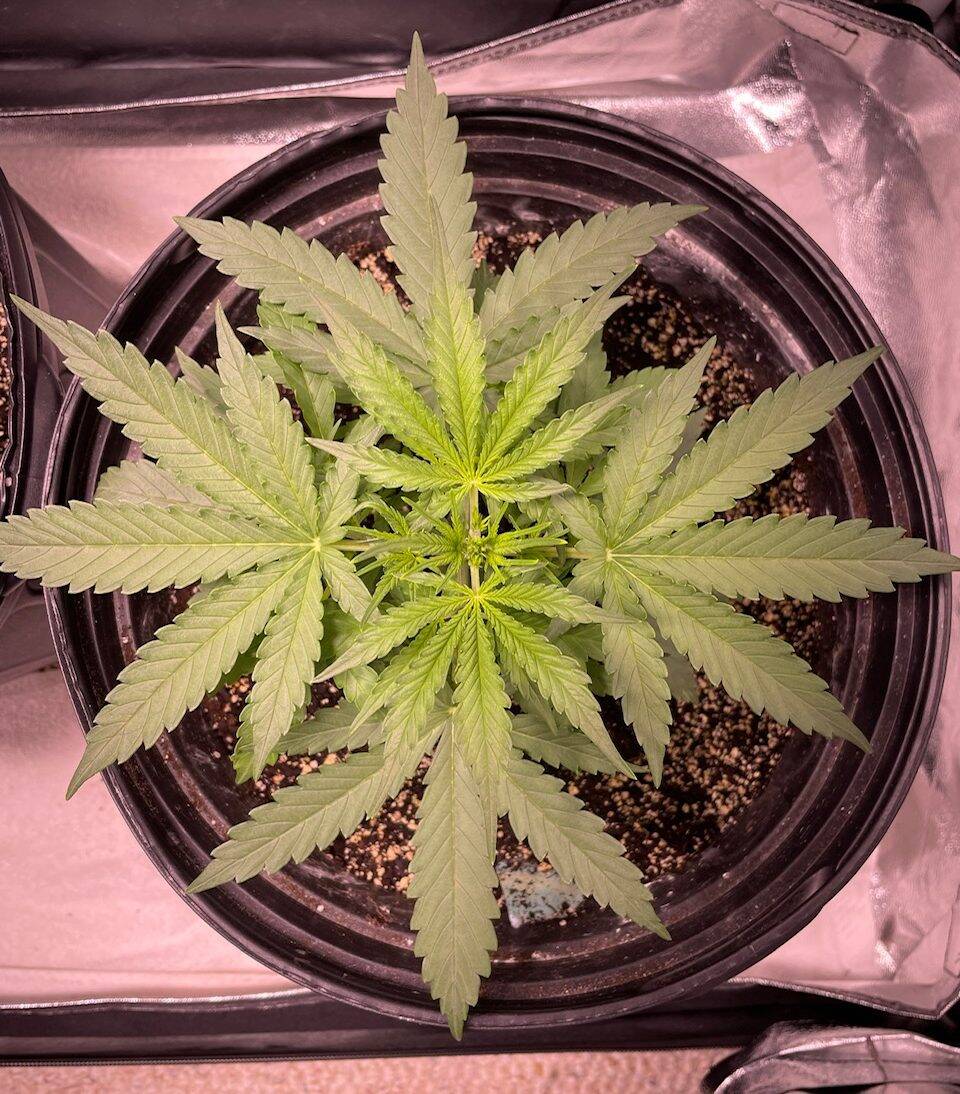 Charlottes Web CBD Teen | Cannabiz Seed Charlottes Web CBD Teen Phase In Pot