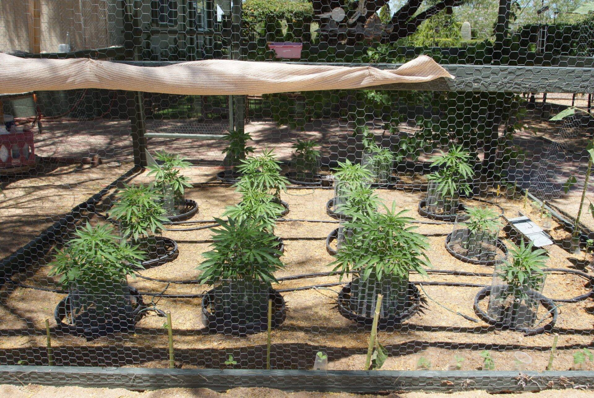 Critical Purple Beginning Growing Stage before flowering | Cannabiz Seed Critical Purple Beginning Growing Stage before flowering