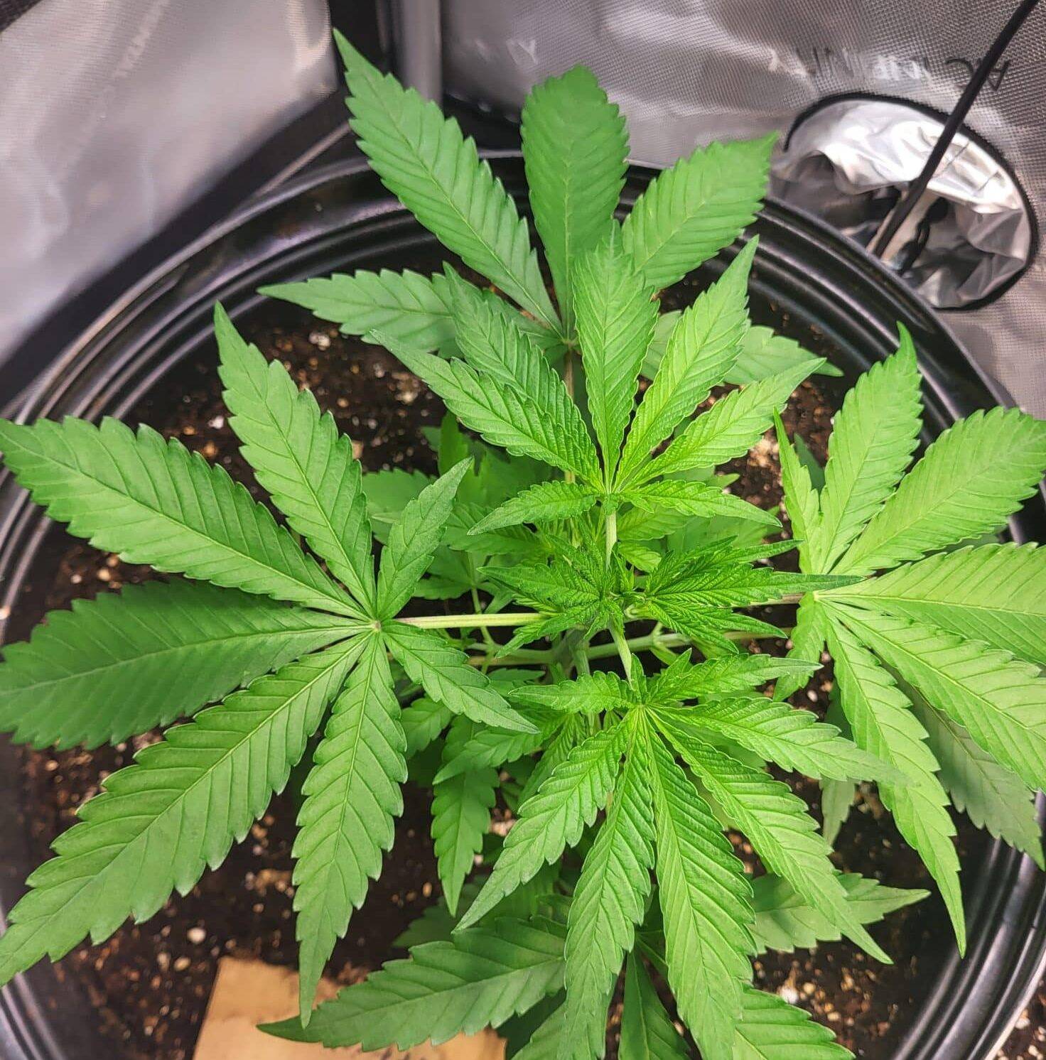 Pennywise CBD Beginning Stage | Cannabiz Seed Pennywise CBD Beginning Stage