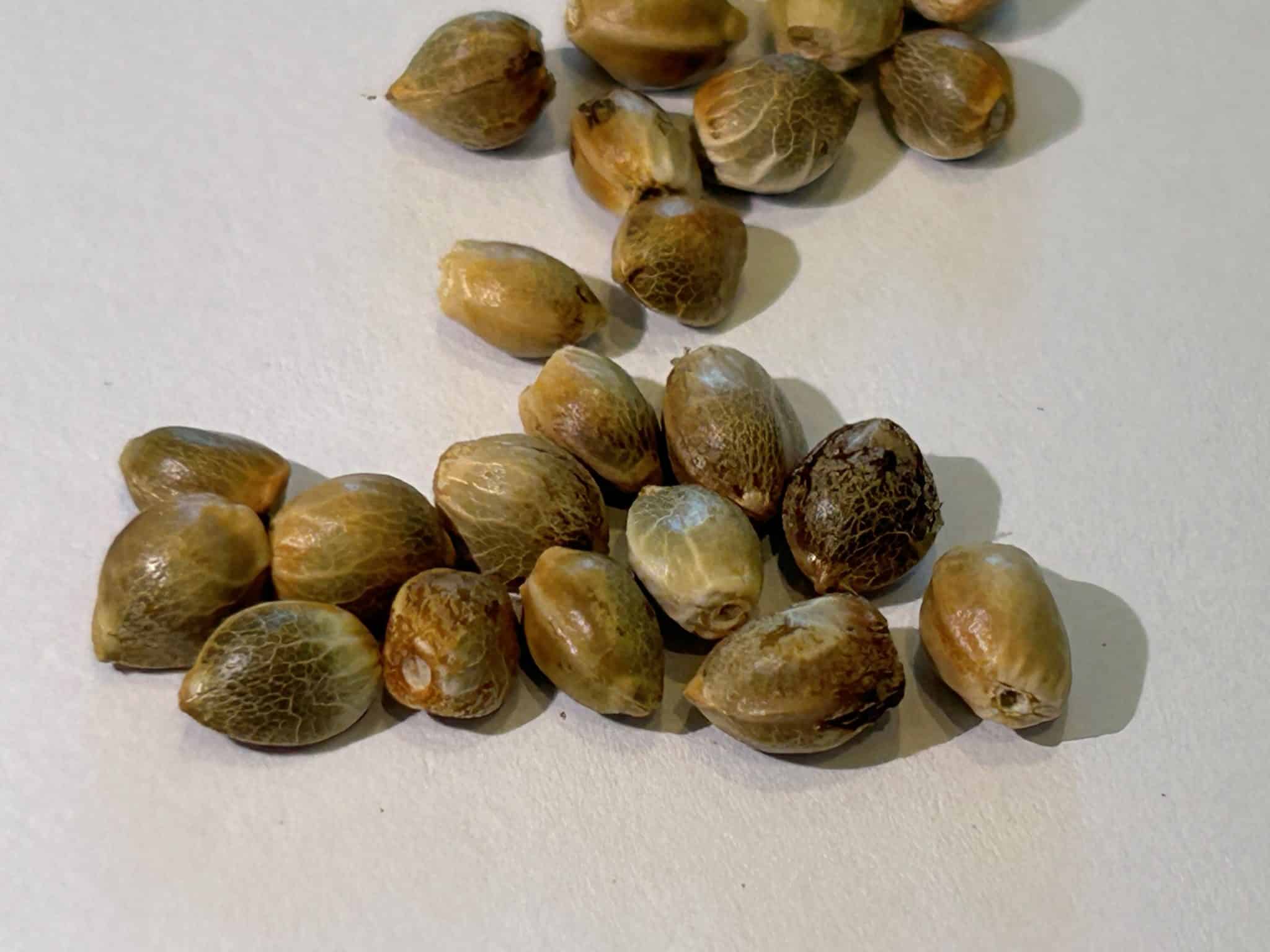 Blueberry Autoflower Seeds from Package | Cannabiz Seed Blueberry Autoflower Seeds from Package