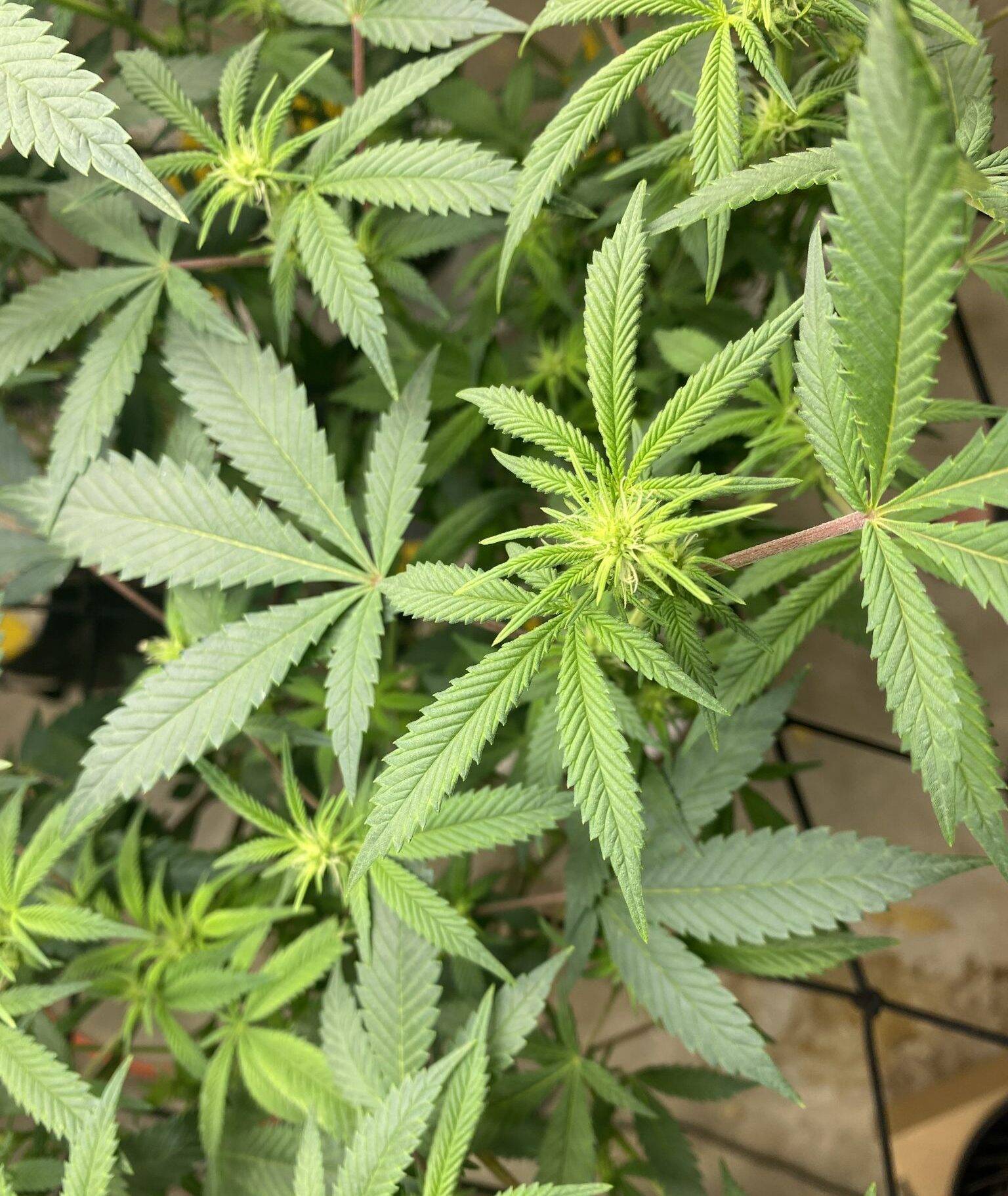 Green Crack Autoflower Teen Phase | Cannabiz Seed Green Crack Autoflower Teen Phase