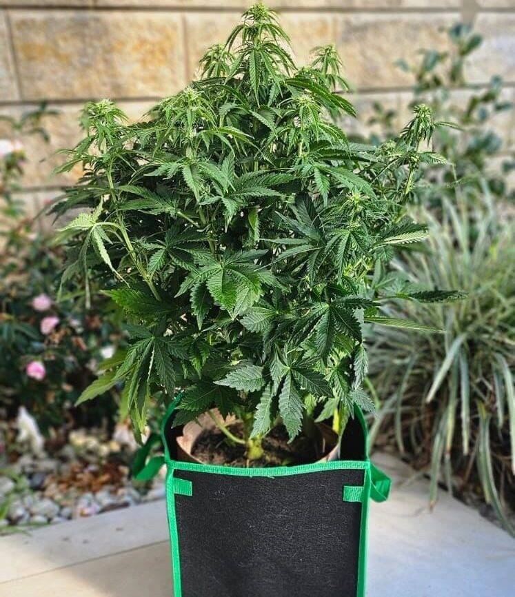 Cream and Cheese CBD Beginning Stages | Cannabiz Seed Krējuma un siera CBD sākumposmi
