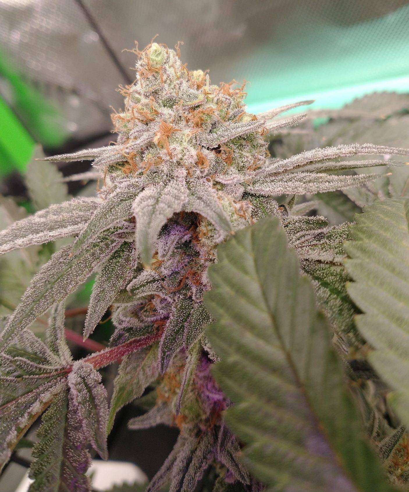Tropicana Cherry Feminized Cannabis | Cannabiz Seed Tropicana Cherry Femminizzata Cannabis da coltivazione indoor