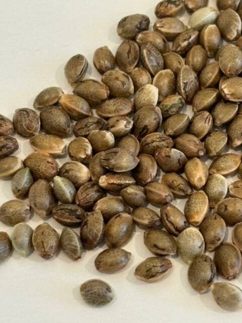 Gary Payton Image of Seeds | Cannabiz Seed Gary Payton Feminized Cannabis Seeds