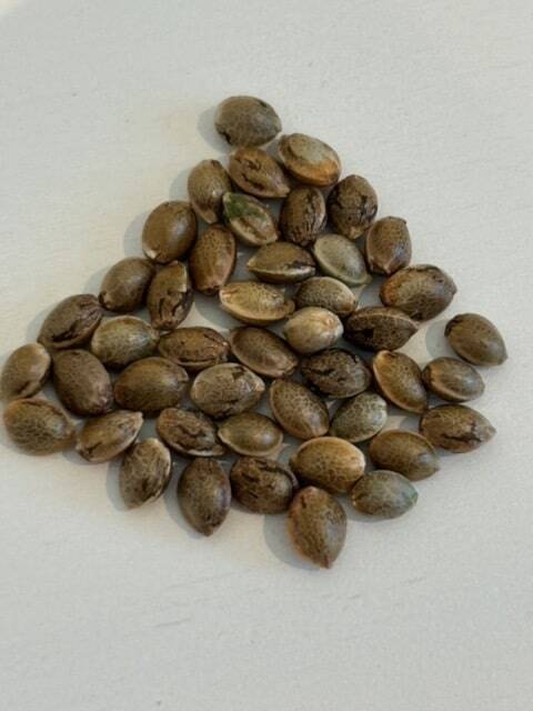 Tropicana Cherry Feminized Cannabis Seeds | Cannabiz Seed Semi di cannabis femminizzati Tropicana Cherry