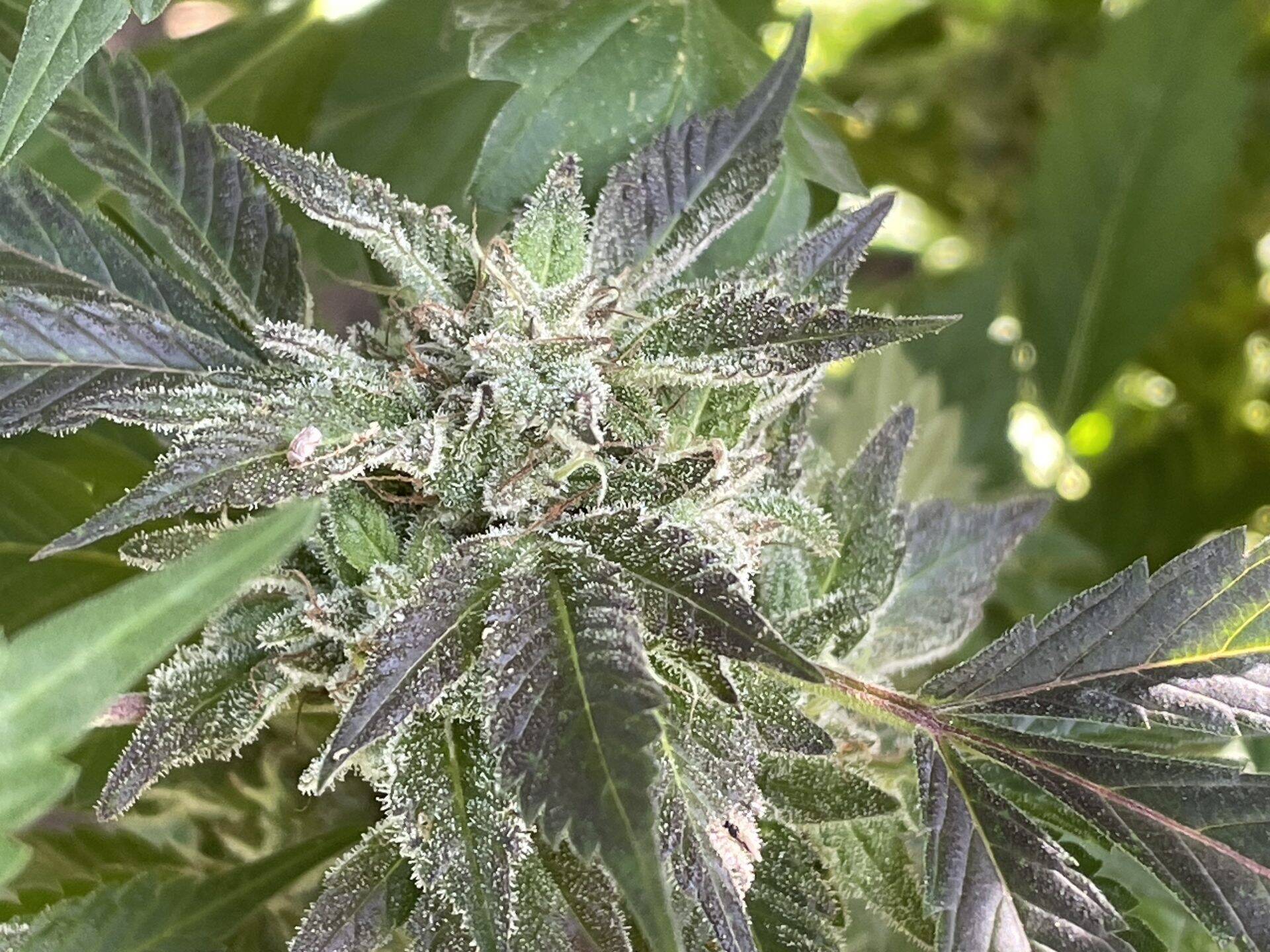 Blue Cheese Autoflower Cannabis Plant | Cannabiz Seed Blue Cheese Autoflower Plante de cannabis