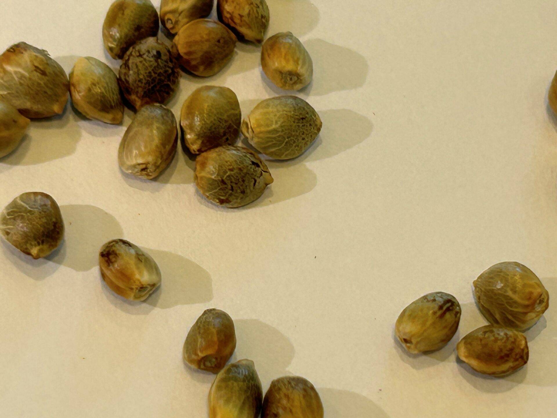 Darth Vader OG Autoflower Cannabis Seeds | Cannabiz Seed Darth Vader OG Autoflower Cannabis Zaden
