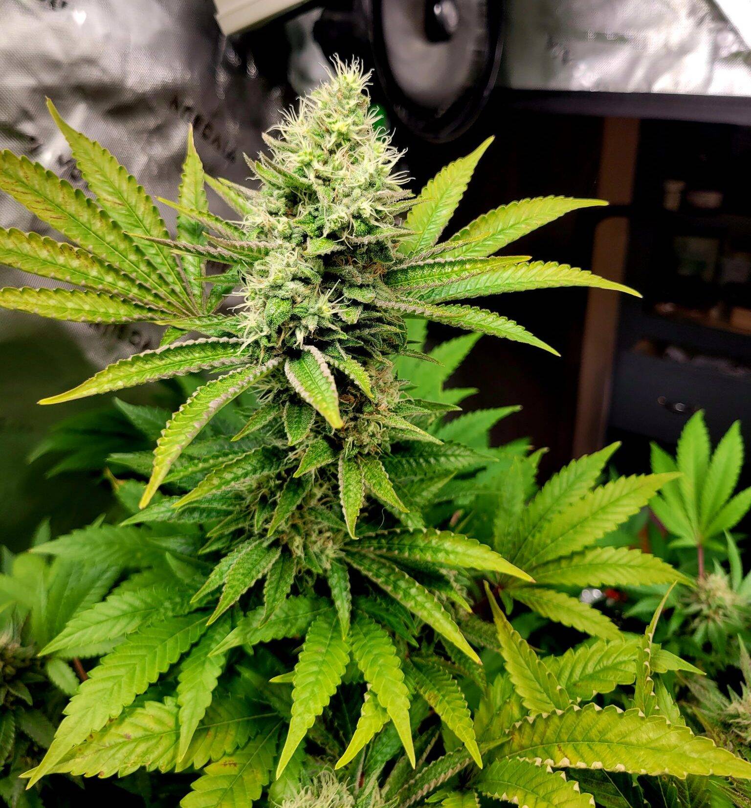 Green Crack Autoflower Strain | Cannabiz Seed Green Crack Autoflower Cannabis Plant