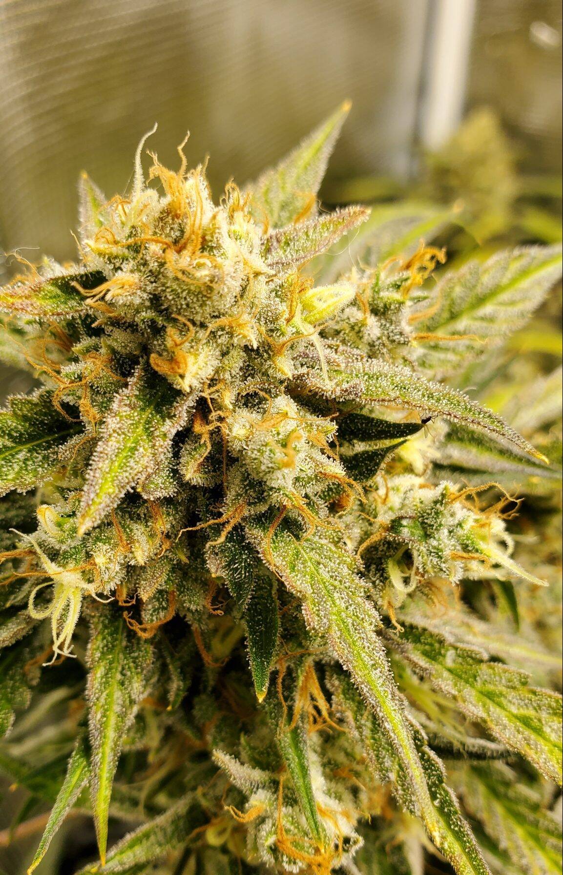 Tangerine Dream Autoflower | Cannabiz Seed Tangerine Dream Autoflower Growing Indoors