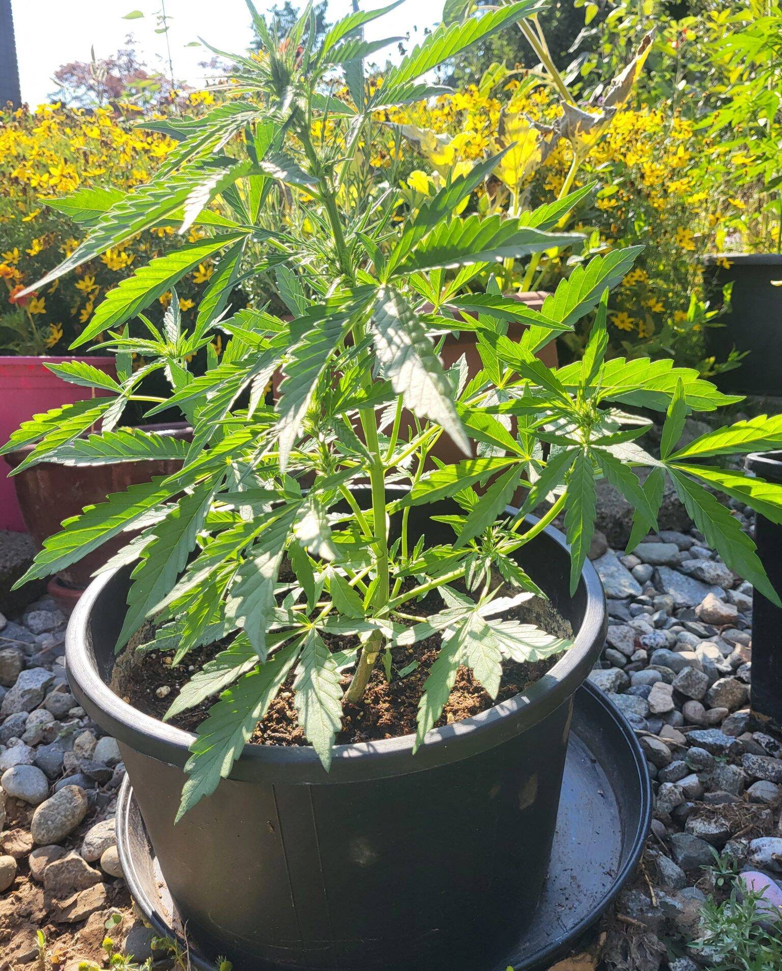 Harlequin CBD Beginning Stages | Cannabiz Seed Harlequin CBD Etapas iniciales