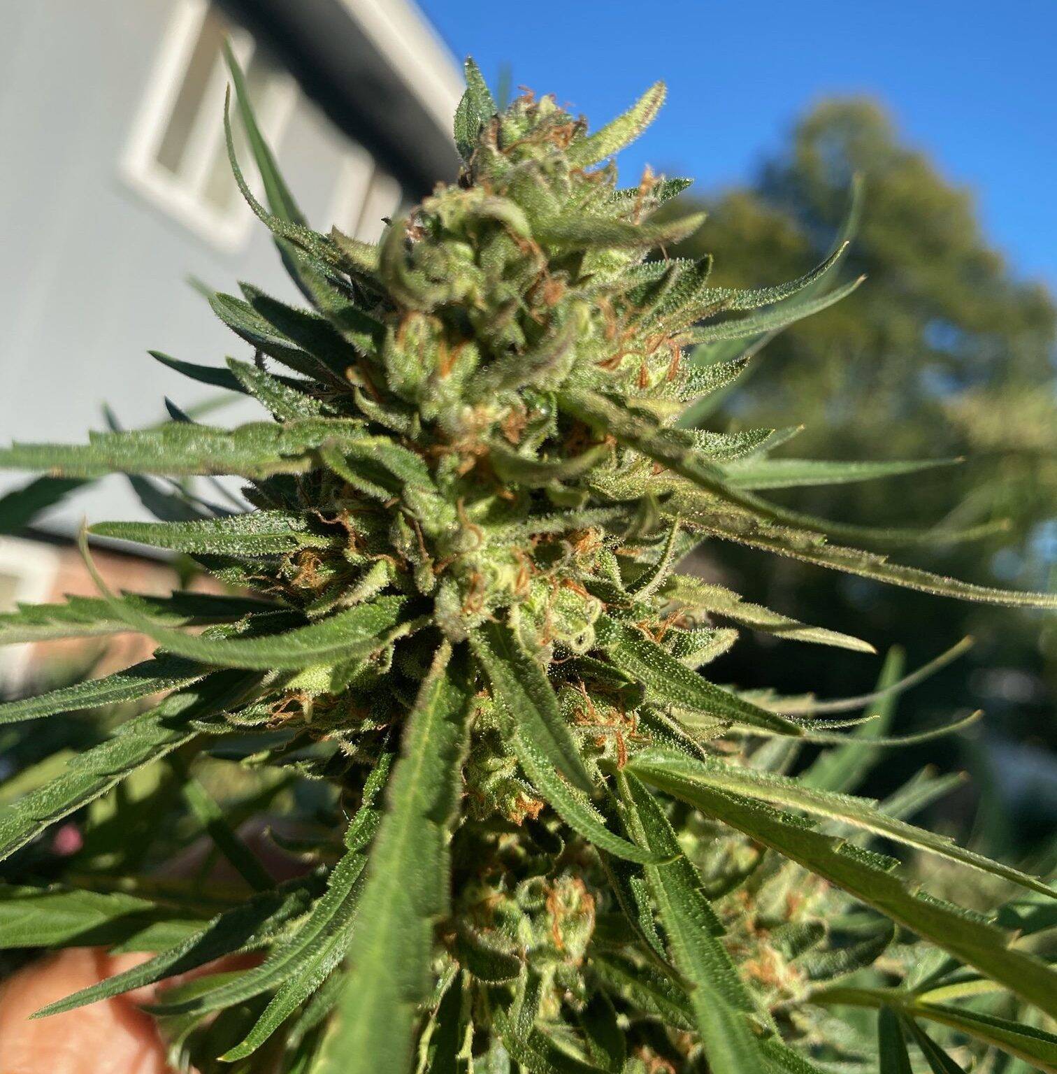 Bubba Kush Feminized Cannabis Plant | Cannabiz Seed Bubba Kush Feminiseeritud kanepitaim