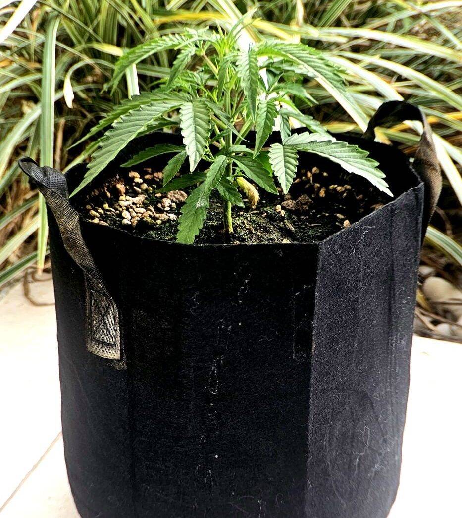 Critical Mass CBD Beginning Stages | Cannabiz Seed Kritische massa CBD beginstadia