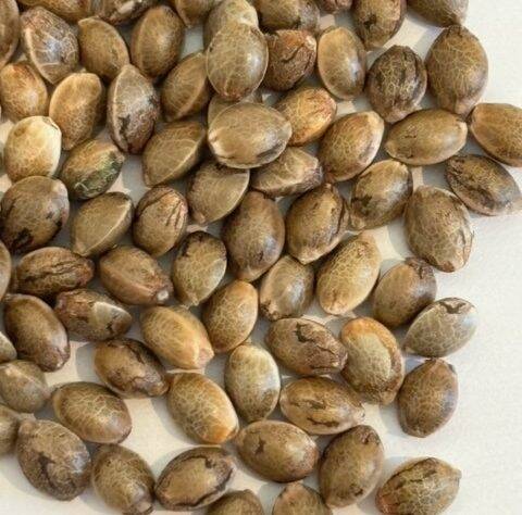 Apple Fritter Autoflower Image of Seeds | Cannabiz Seed Apple Fritter Autoflower Image of Seeds