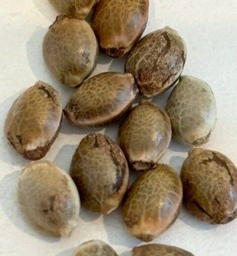 Purple Punch Autoflower Image of Seeds | Cannabiz Seed Purple Punch Autoflower Image of Seeds