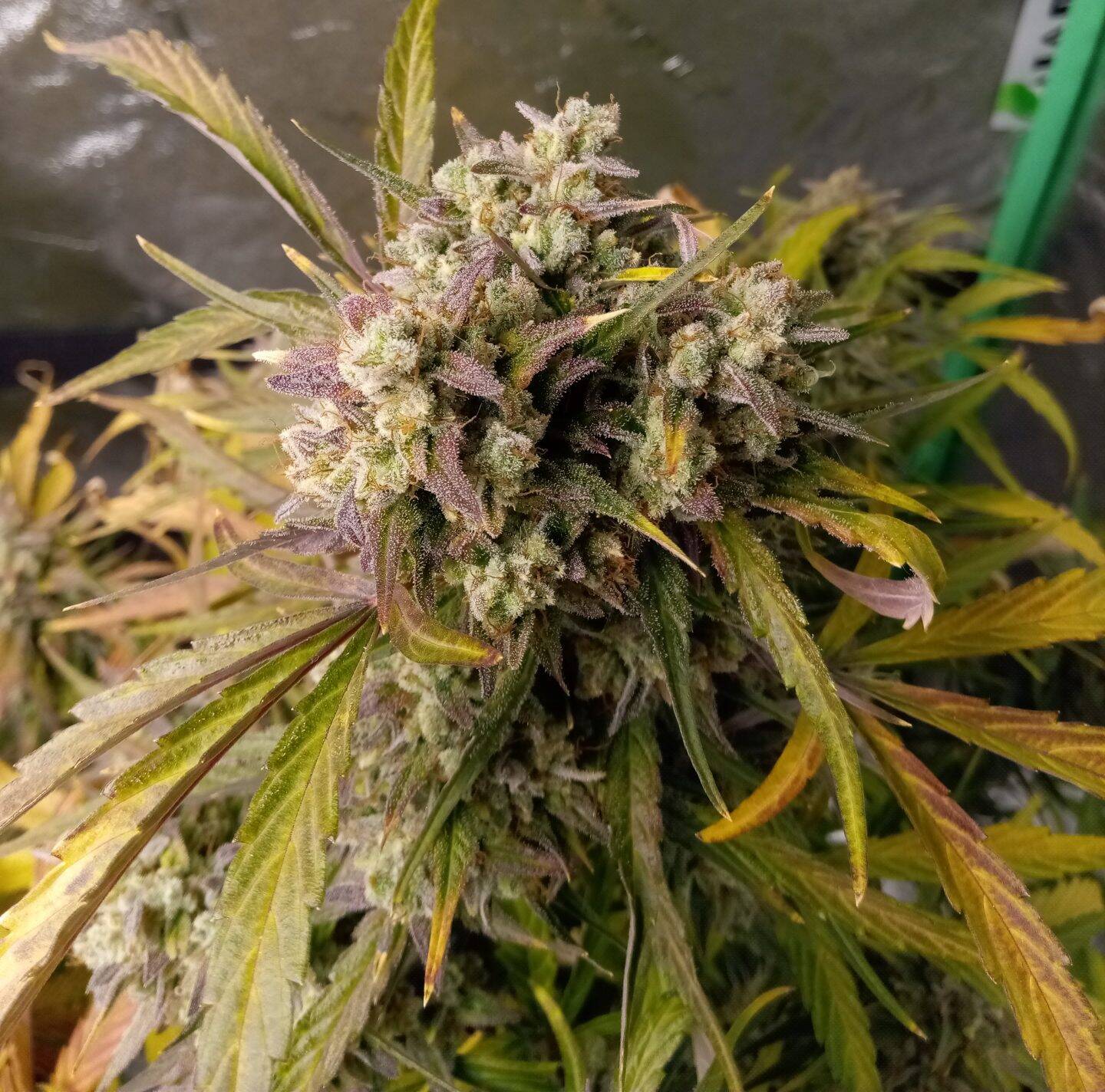 Black Mamba Autoflower Cannabis Plant | Cannabiz Seed Black Mamba Autoflower Cannabis Plant