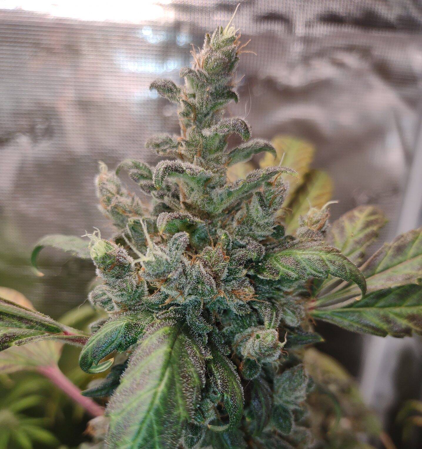 Purple Berry Autoflower Cannabis Plant | Cannabiz Seed Purple Berry Autoflower Cannabis Plant